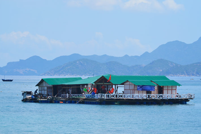 oc-dao-tom-hum-binh-ba3.png (523 KB)